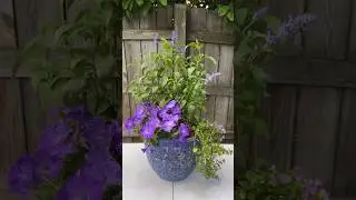 Monochrome Planter fit for Royalty 👑 #planterideas #purplewave