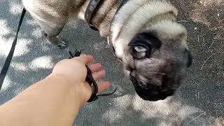 Мопс & Бульдог  // Кот на Драконе // Клумбы