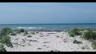 Southern Ukraine: Skadovs'k - Askania-Nova - Dzharylhach island - Syvash Lake - Summer 2021