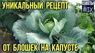 Как бороться с блошкой на капусте. Уникальный рецепт от вредителей на огороде для дачников