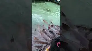 The Aquarium ROSARIO ISLAND 🏝️CARTAGENA CLOMBIA