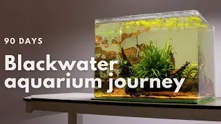 90 days | Black Water Aquarium Journey