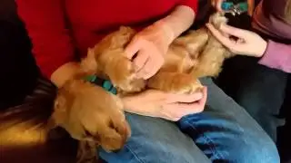 Puppy pampering part 3
