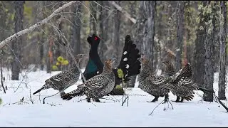 А годы летят