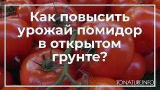 Как повысить урожай помидор в открытом грунте? | toNature.Info