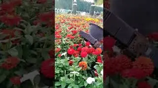 Miracle garden part 13