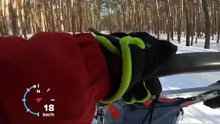 Нарты упряжка 6 собак