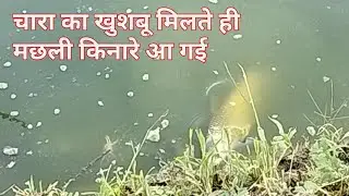 Is chara se mujhe100% machhali shikar milti hai बिना पैसा खर्चा के चारा बना लीजिए,मछली मिलेगी पक्का