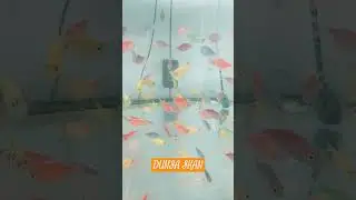 Dunia Ikan