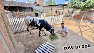 New Cow Zoo Main A Gyi 🥰