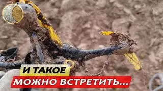 Пара дней металлопоиска в Новгородской Губернии 2024. Поиск монет и кладов с XP Deus 2.