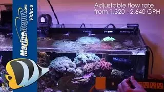 Cobalt Aquatics Neo-Flow In-Tank Demo