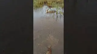 Наглый тюлень!