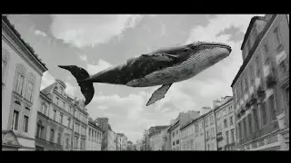Zwierzęta miasta - Warszawa