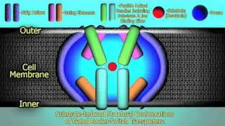 The Mechanism of Prozac - HD