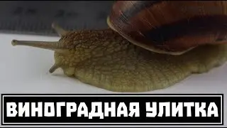 Виноградная (южная) улитка (улитки рода Helix) как домашний питомец // Clever Cricket