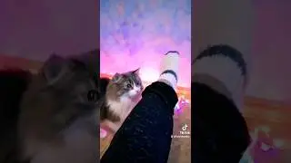 Дрессировка кошек это норма. 
