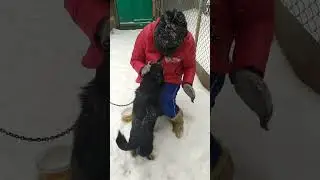 Как мы с Дружком, играем в снежки🐕🐕🐕🐕🐕🐕🐕❄️❄️❄️❄️❄️☃️☃️☃️⛄
