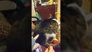 Смешной кот#котэ