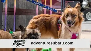 Clear The Shelters - Adventure Subaru