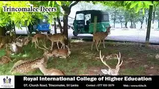 Trincomalee deers