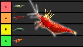 Freshwater Shrimp: Which Ones Are Actually Worth Keeping?