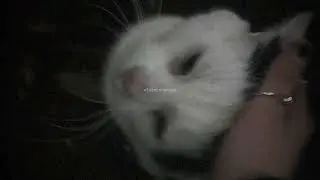 папин олимпос - котенок (speed up)