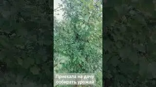 Собирала сливы