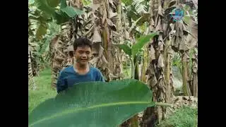 Buhay ng Batang Basketbolista