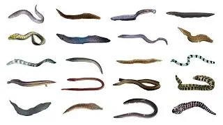 Types of Eels | 20 Different Types of Eels 