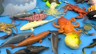 SHARK UNBOXING! 🦈 Open the Giant Shark Head for Sea Animal Toys! | Buzz Saw & Hammerhead Reveal!