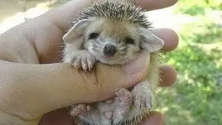 САМЫЙ МАЛЕНЬКИЙ ЁЖИК НА ПЛАНЕТЕ! 🦔 Смотреть всем!