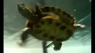 Feeding Aquatic Turtles With prawns