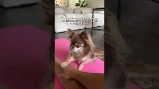 Dog Invades Personal Space 😳 (but still makes it very demure ✨)