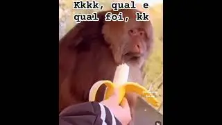 qual é, qual foi #animals #cat #youtubeshorts