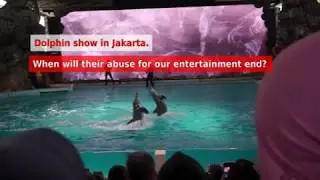 Dolphin show in Jakarta: When will their abuse for our entertainment end?