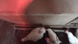Бункерная кормушка. Корм больше не просыпают.