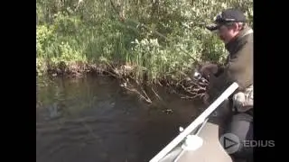 Большая кумжа! Экзамен для спиннинга Taifun Rod 2.4 м. 2-14 гр.