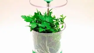 How to Keep Fresh Herbs 👉 (Full Tutorial) in the Fridge using an Herb Keeper