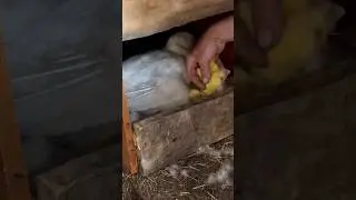 Забираем утят от утки #деревня #shorts
