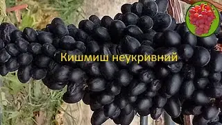 @Неукривний виноград ДЖОЙ. Кишмиш із США у Гергеля