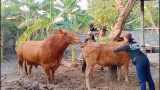 Cara Agar sapi cepet minta iclik biar cepat beranak sholeh sholehah dan gemoy