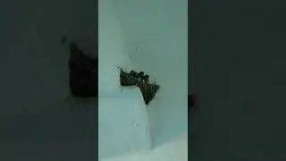 Ласточкино гнездо в подъезде