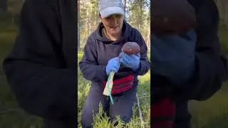 MUSHROOM HUNTING IN KARELIA 09/13/22 part 4