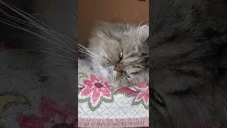 заяц смешно лежит,пушистый кот малыш