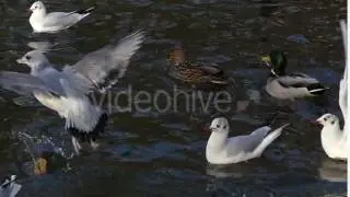 a Flock of Seagulls Seeking Food and One Seagull Dropping a Big Slice of Bread in Slow Motion