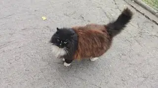 😾 мяу 😾