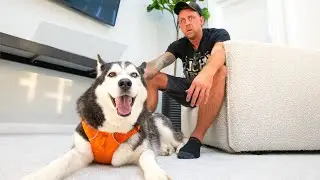 This Dog Is A Huge Problem!