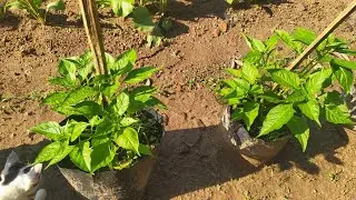 TOUR KEBUN DI RUMAH - Baru 2 bulan dibuat, ada tanaman apa saja?