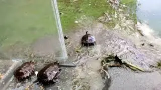Спасение черепашек и возвращение их в водную 